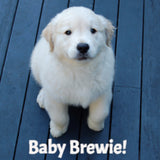 Baby Brewster